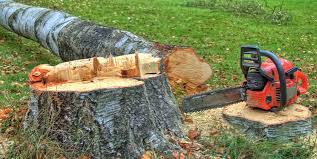 Best Tree Risk Assessment  in Kensington, CT