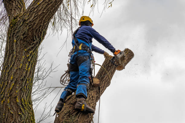 Mulching Services in Kensington, CT